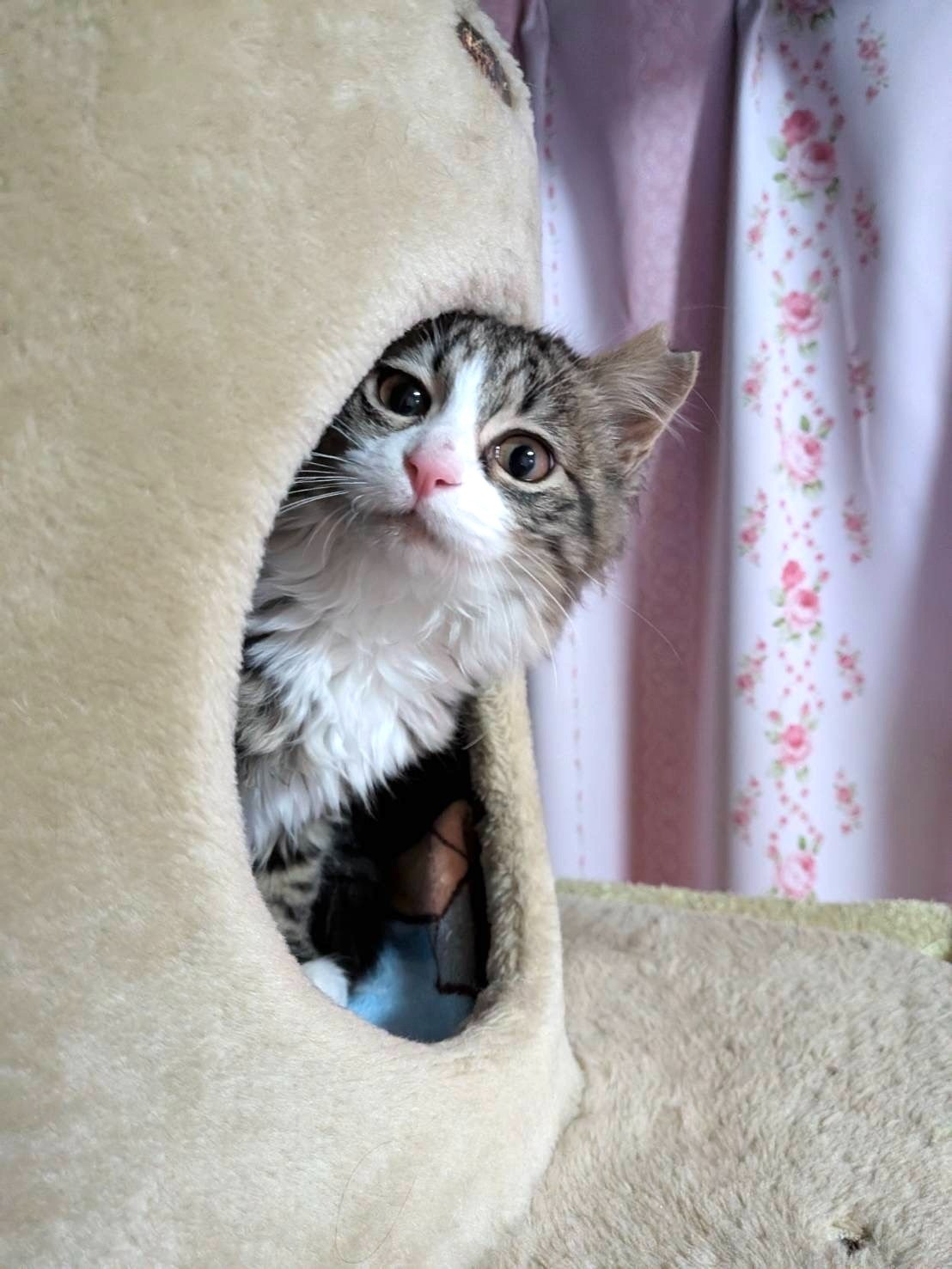 猫の運命、ヒト次第！