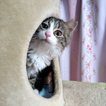 猫の運命、ヒト次第！