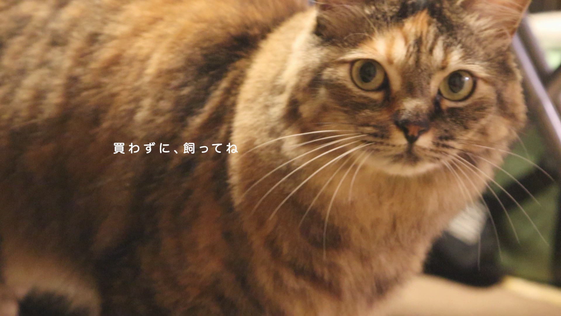 はじめましてからこんにちは