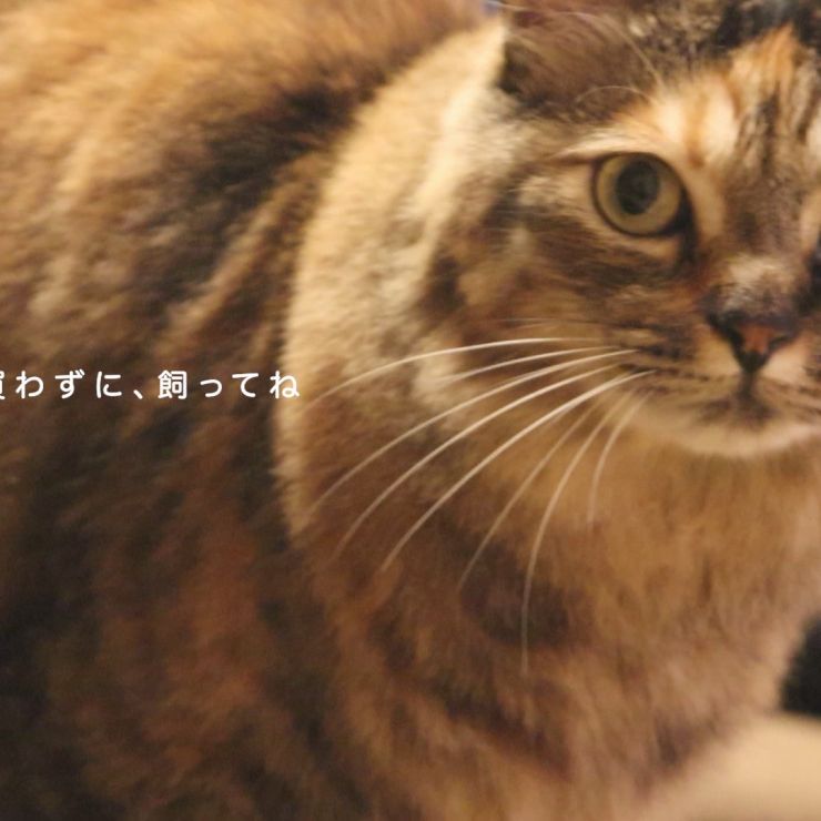 はじめましてからこんにちは