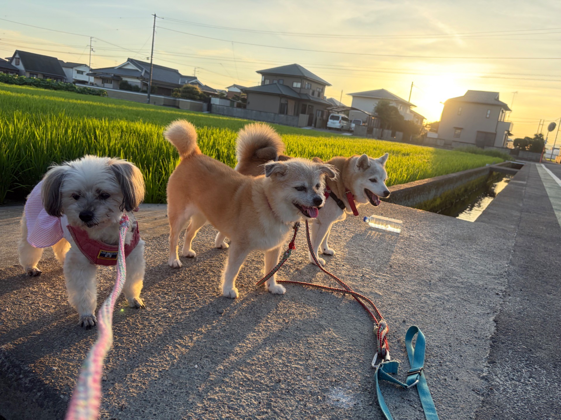 みんなで早起き大好き朝んぽ🎶