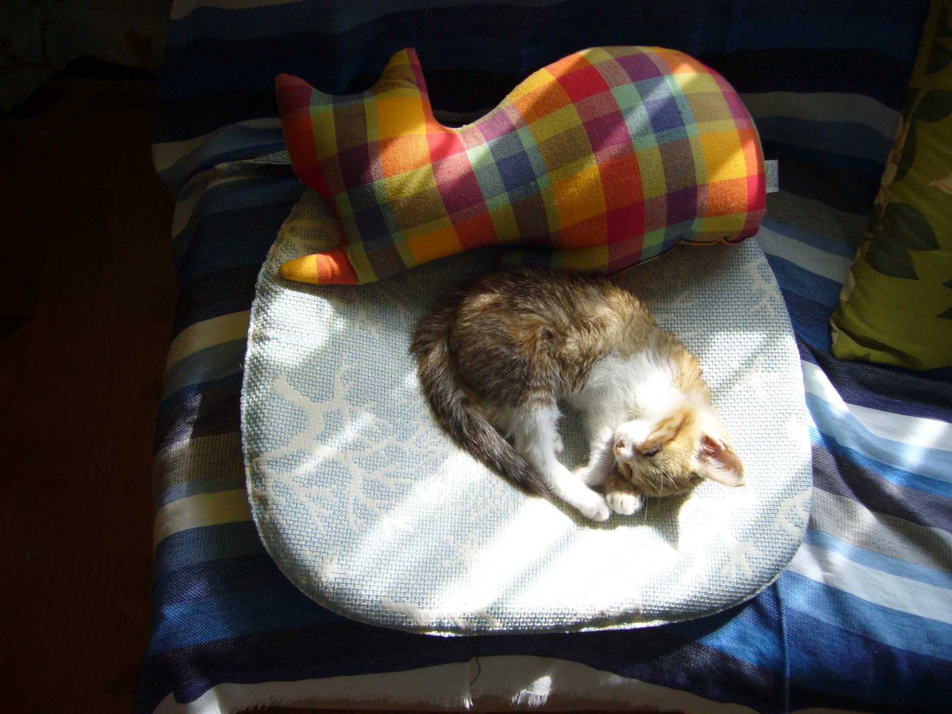 猫のクッションと一緒