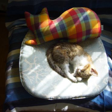 猫のクッションと一緒