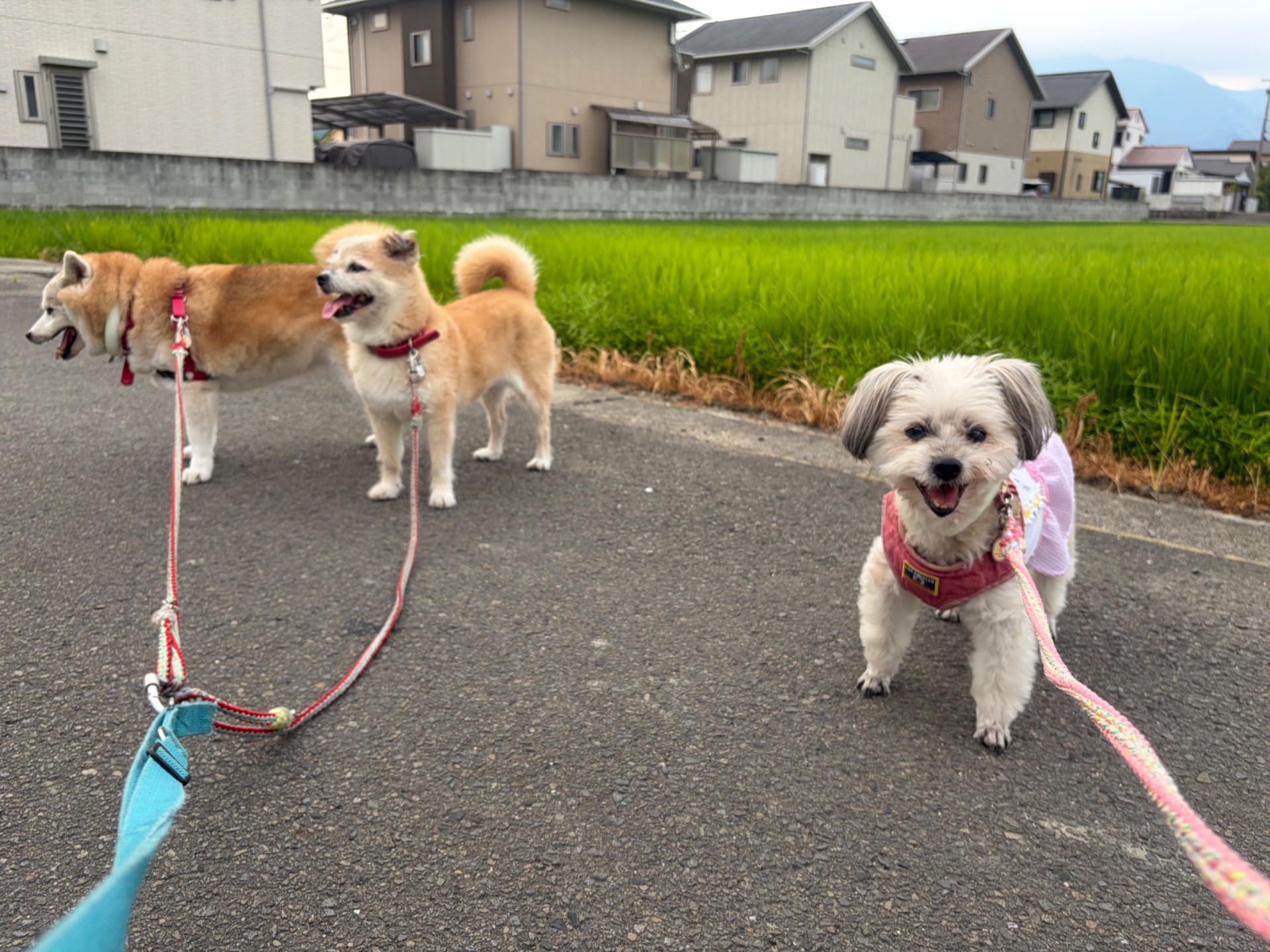 1番の楽しみはみんなで朝んぽ🎶
