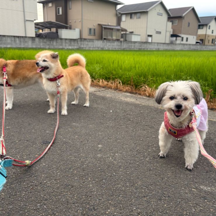 1番の楽しみはみんなで朝んぽ🎶