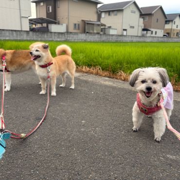 1番の楽しみはみんなで朝んぽ🎶