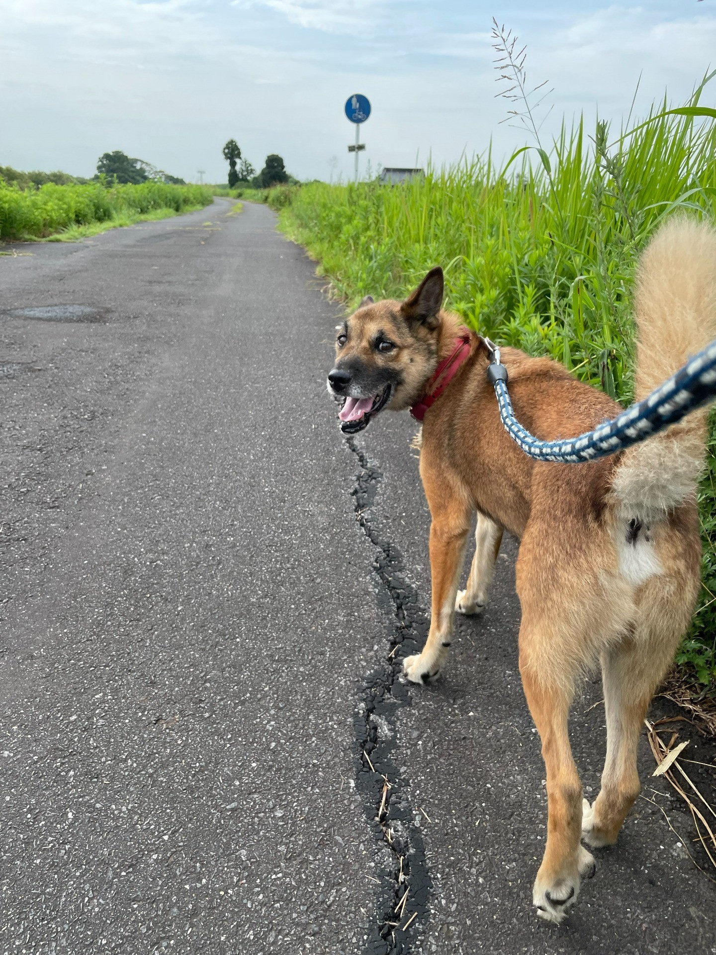 ナッツとハウスのお散歩当番