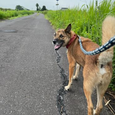ナッツとハウスのお散歩当番