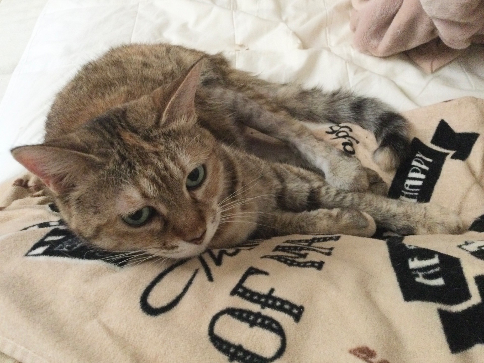 無許可で飼い主の布団で寝る保護猫