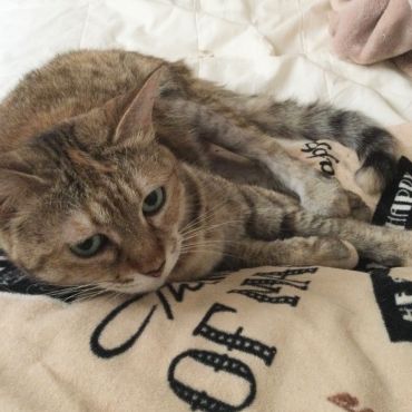 無許可で飼い主の布団で寝る保護猫