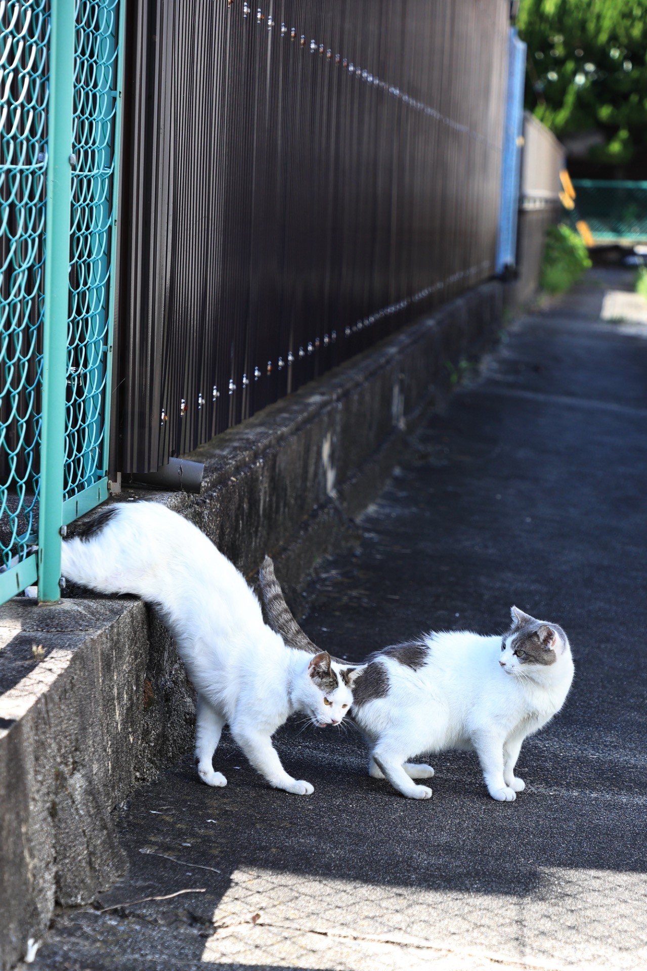 猫ちゃんたちの専用玄関