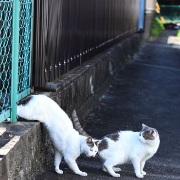 猫ちゃんたちの専用玄関