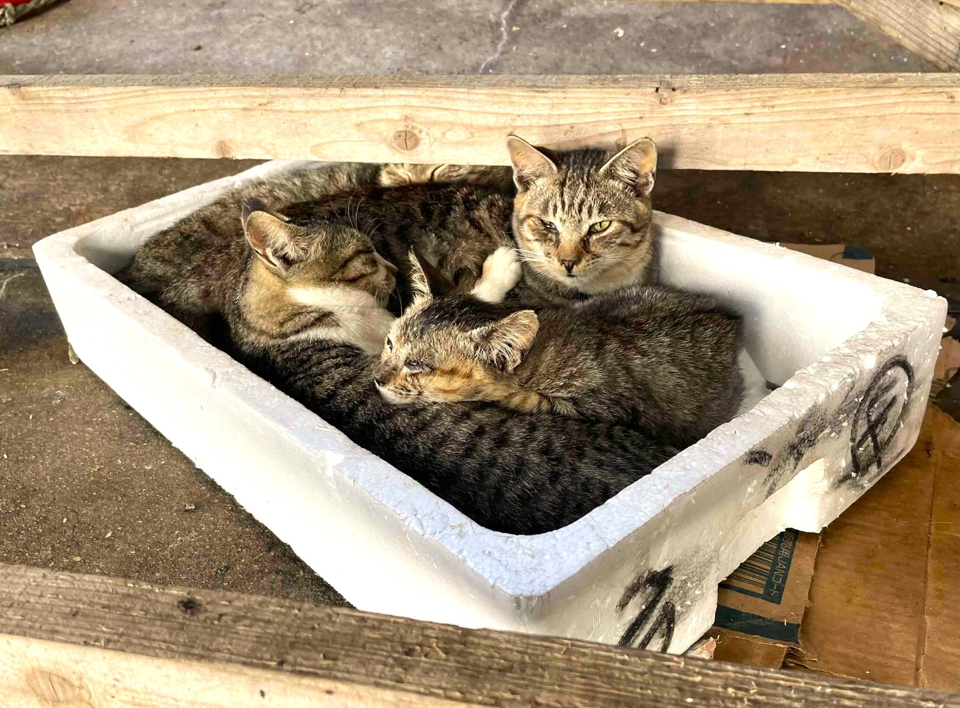 温もりのシェルター