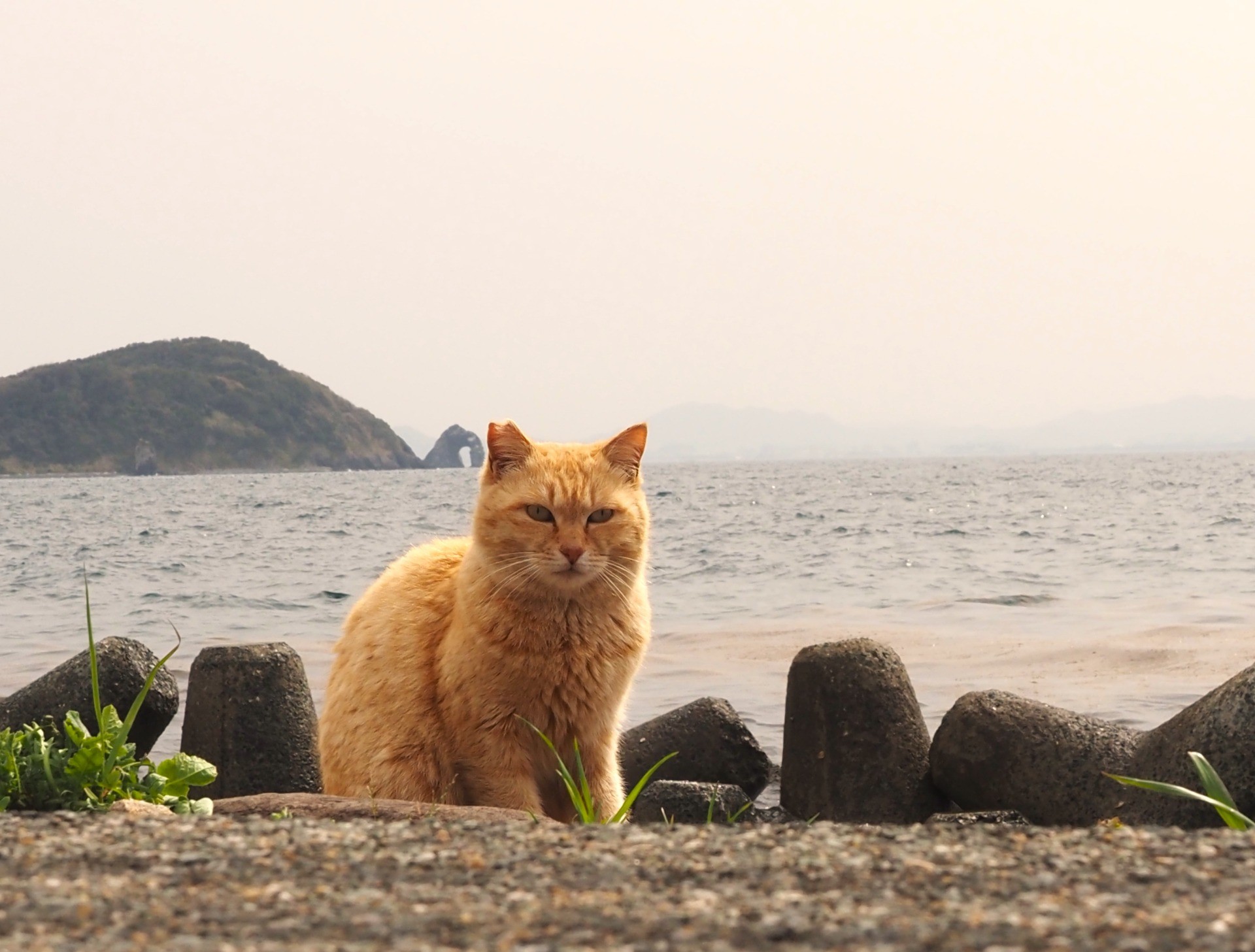 海風をまとう誇り