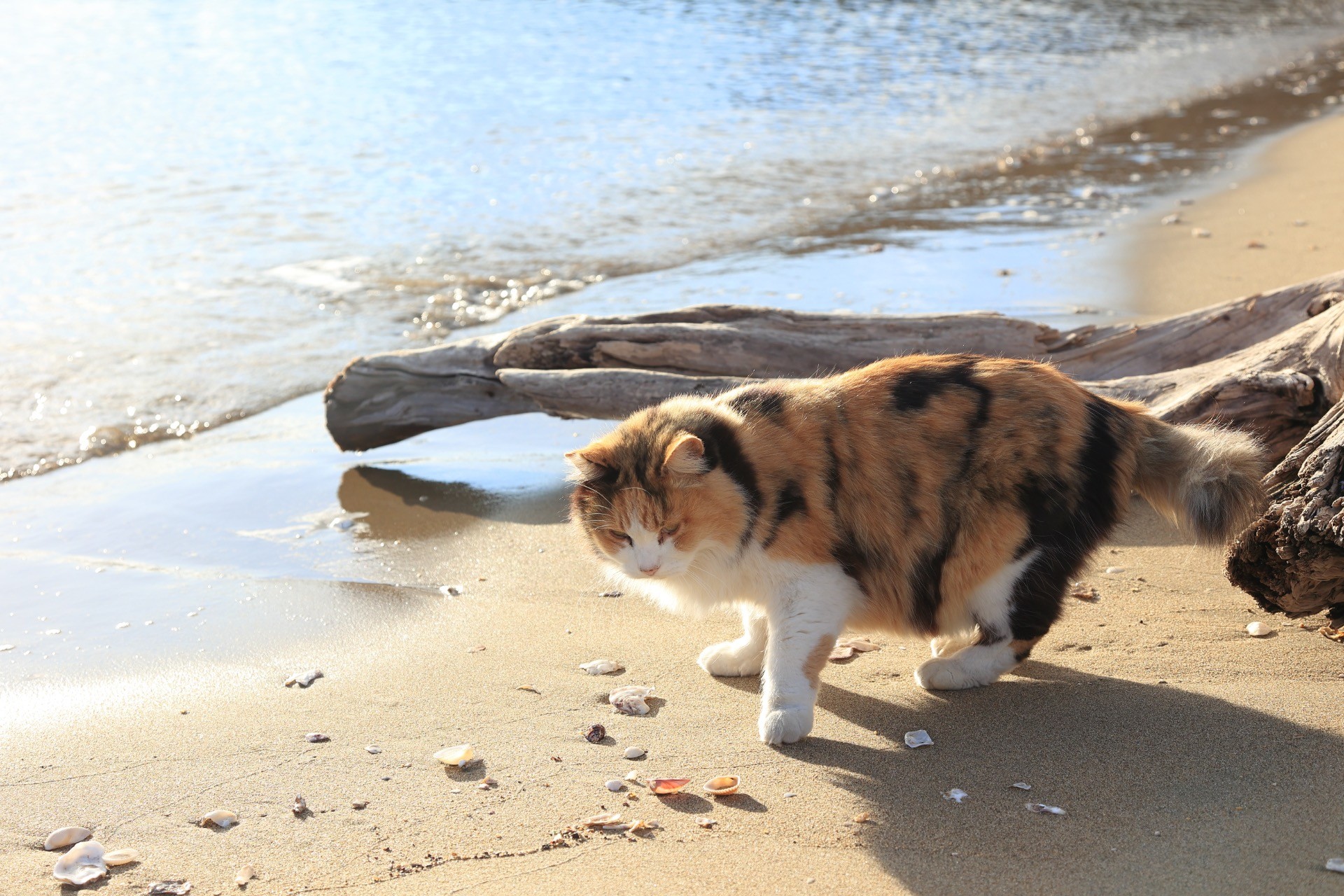 浜猫ミケ