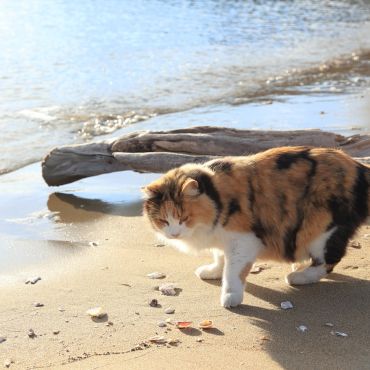 浜猫ミケ