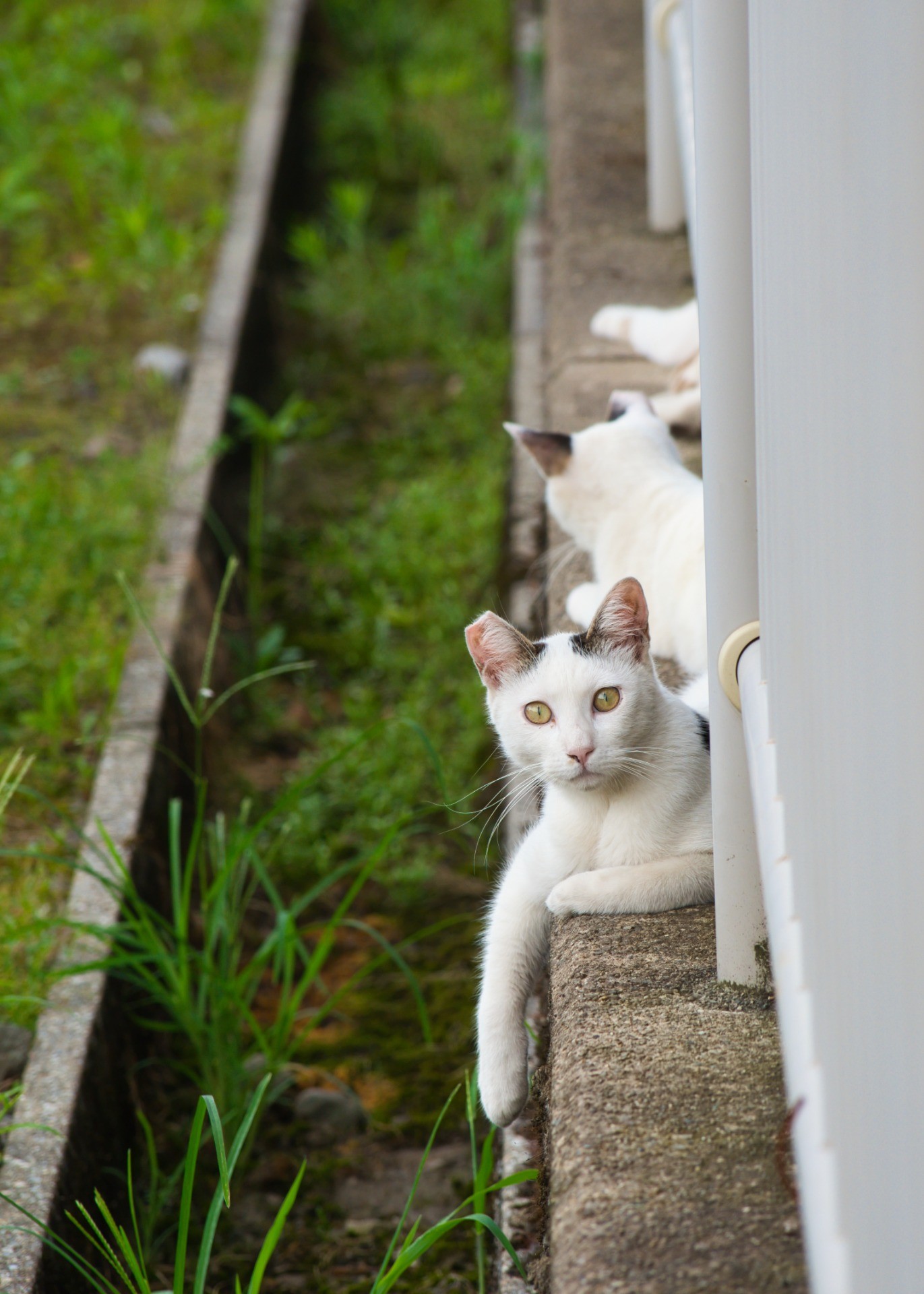 まなざし