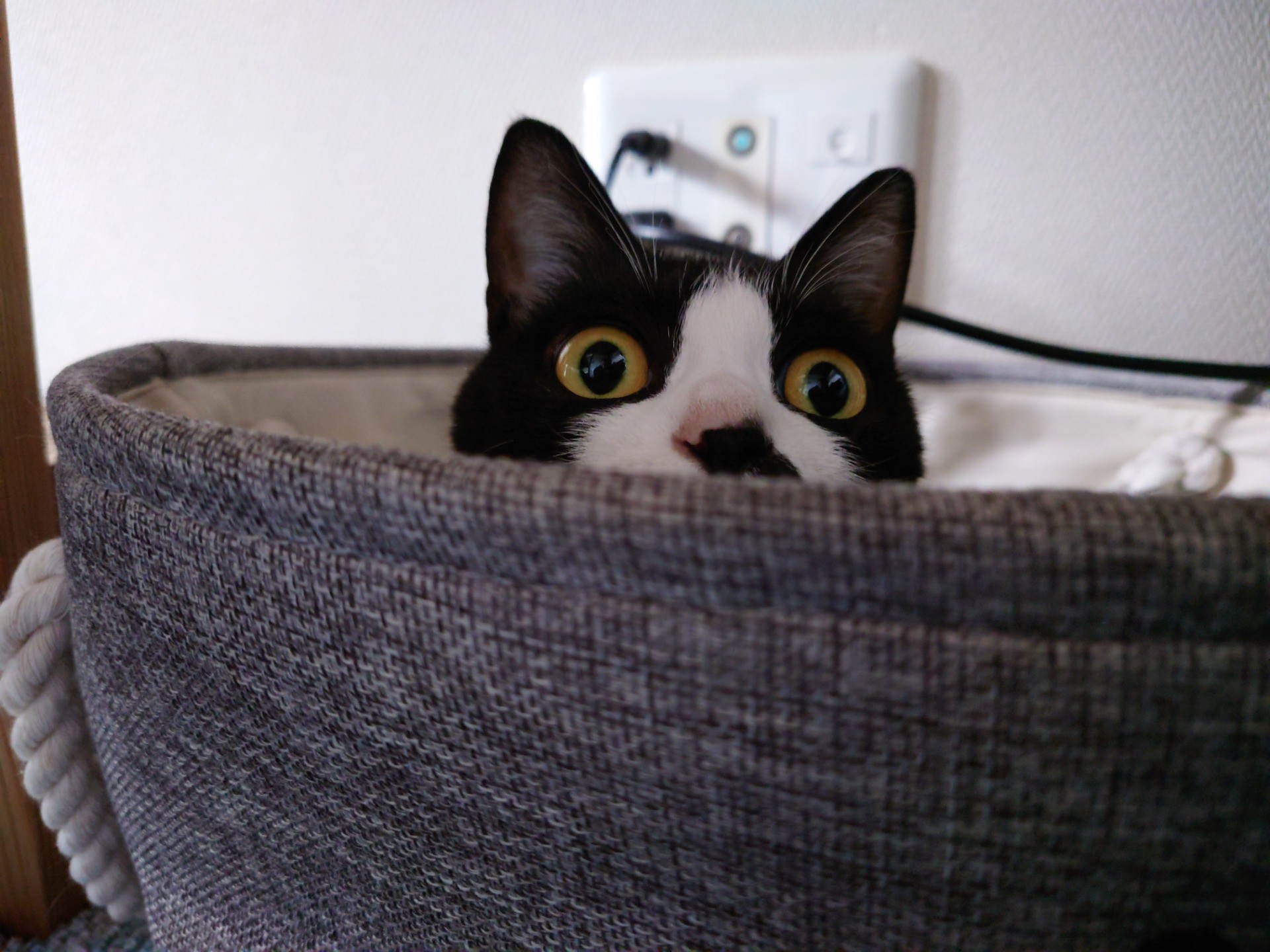 呼んだ？