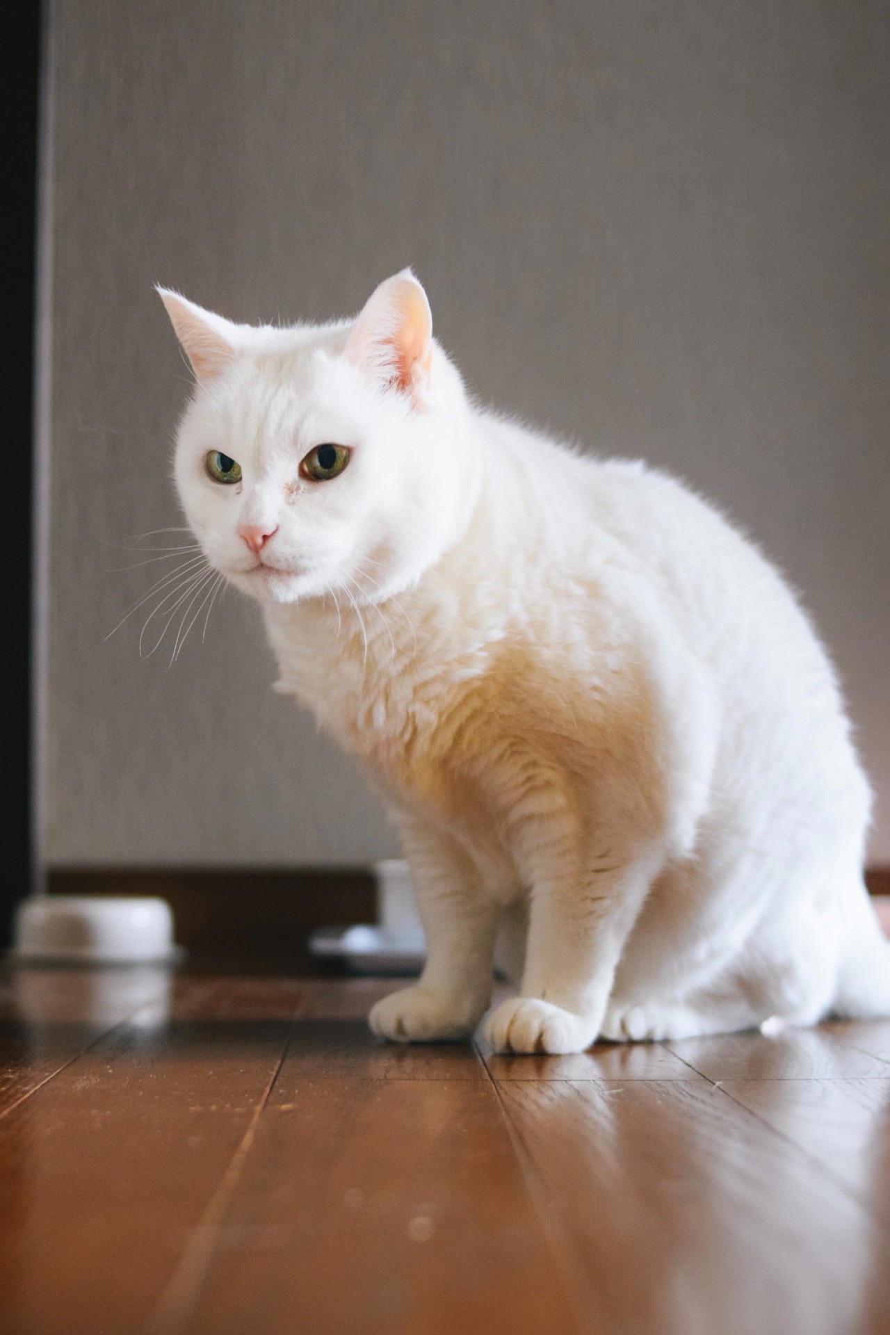 捨て猫から今年で21歳