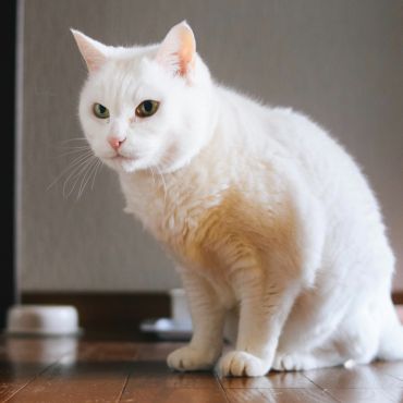捨て猫から今年で21歳