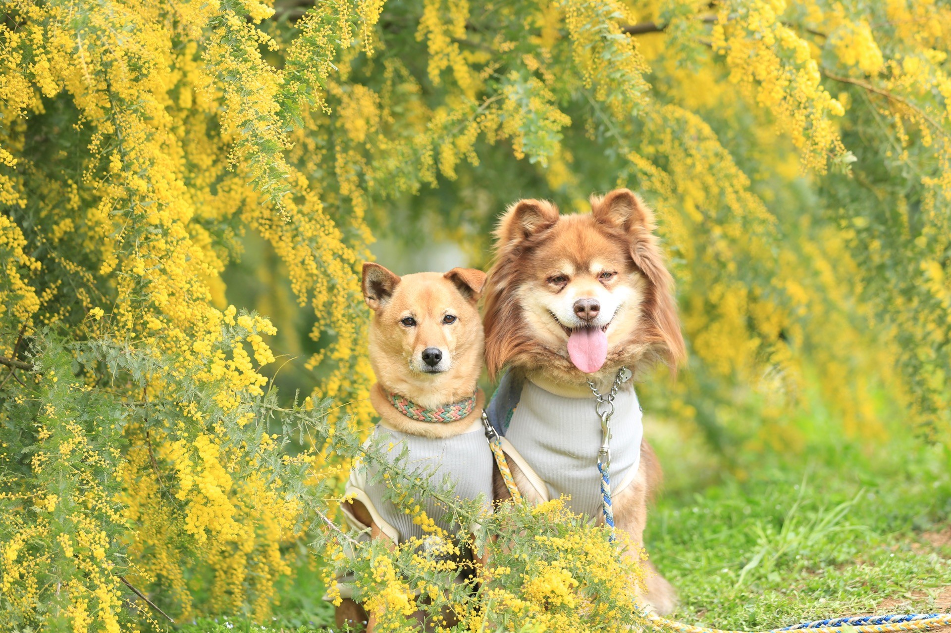 ミモザとあずきとだいず。