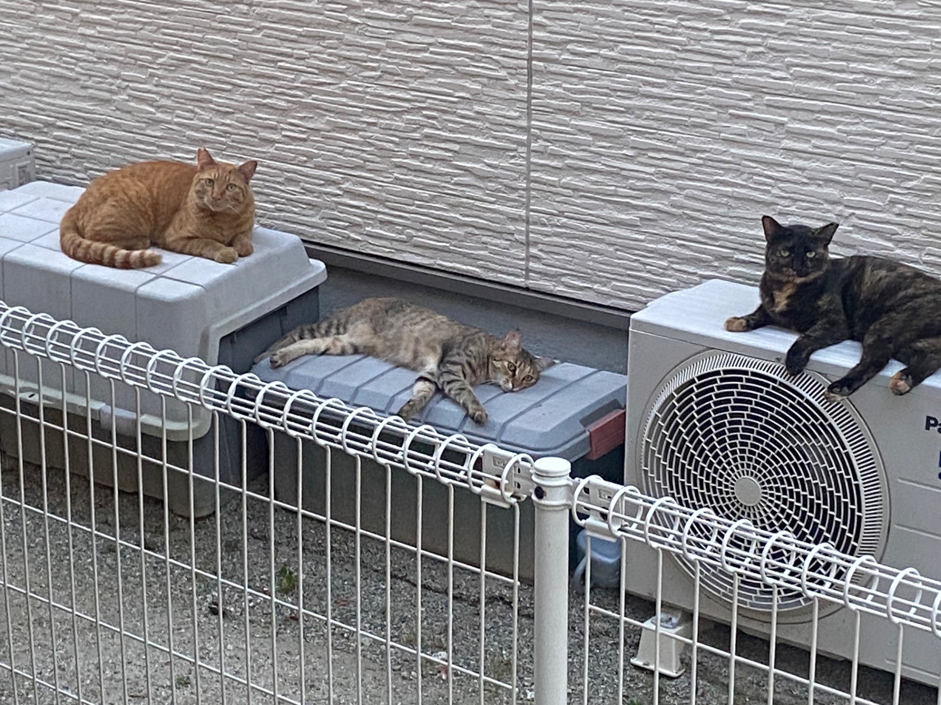 毎日暑いですね。