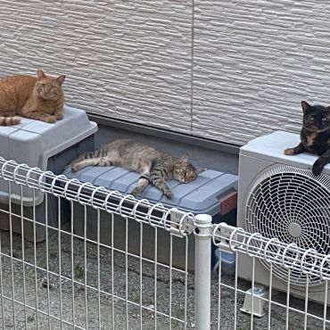 毎日暑いですね。