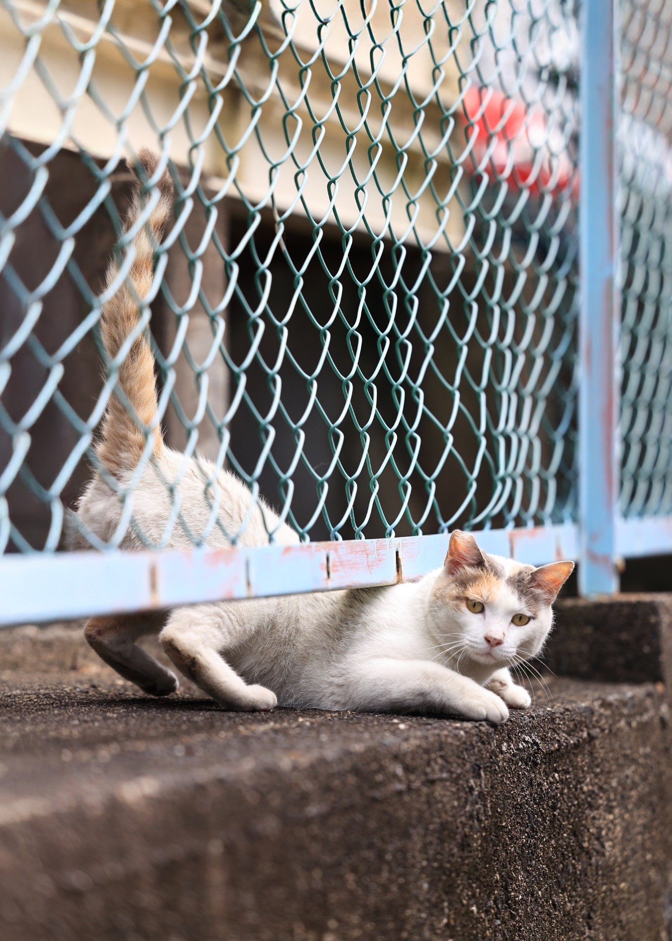 ニャンコ専用玄関