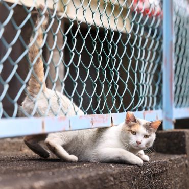 ニャンコ専用玄関