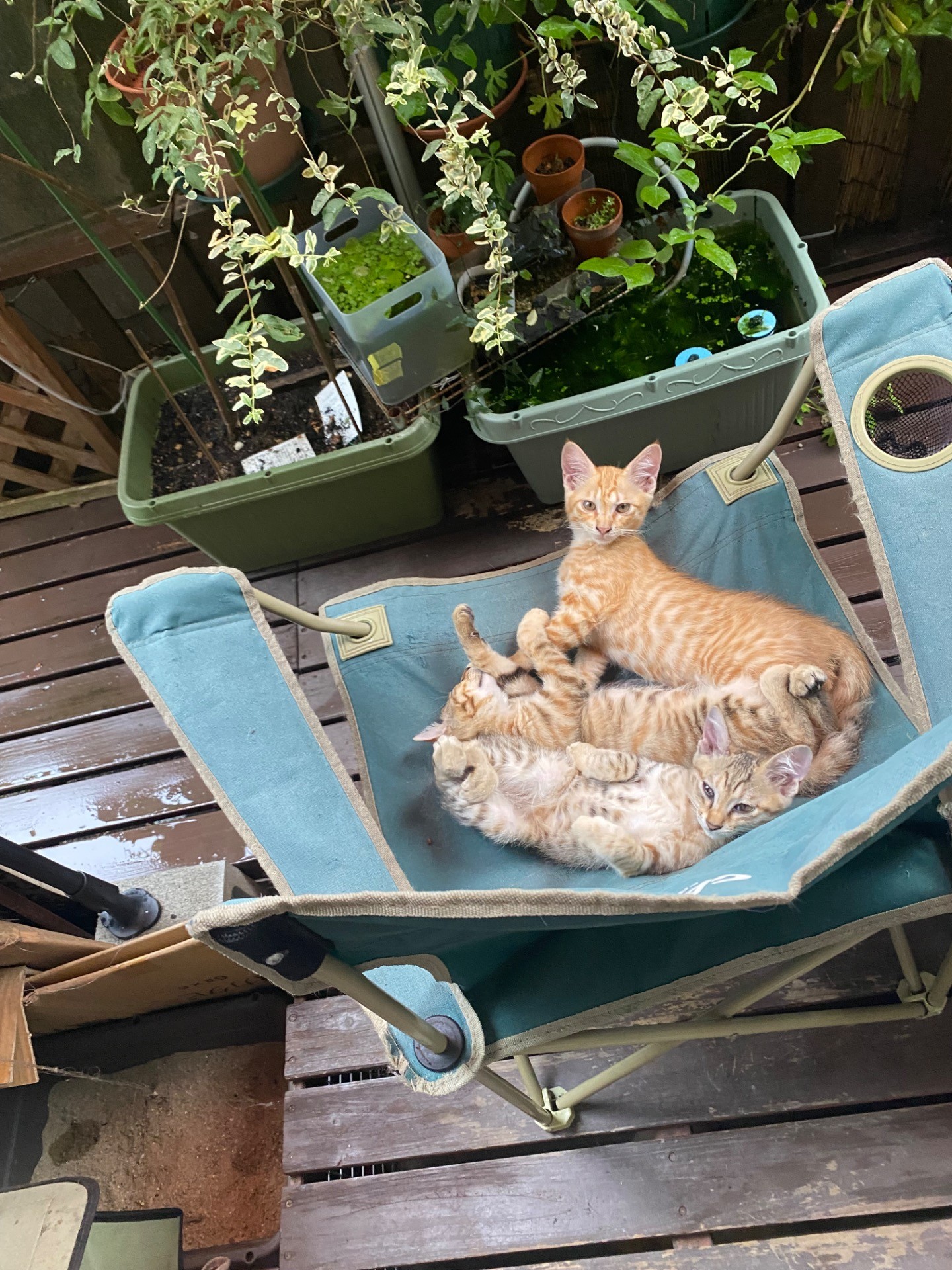 さくらねこになります😻