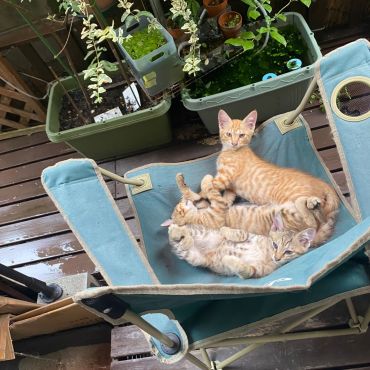 さくらねこになります😻
