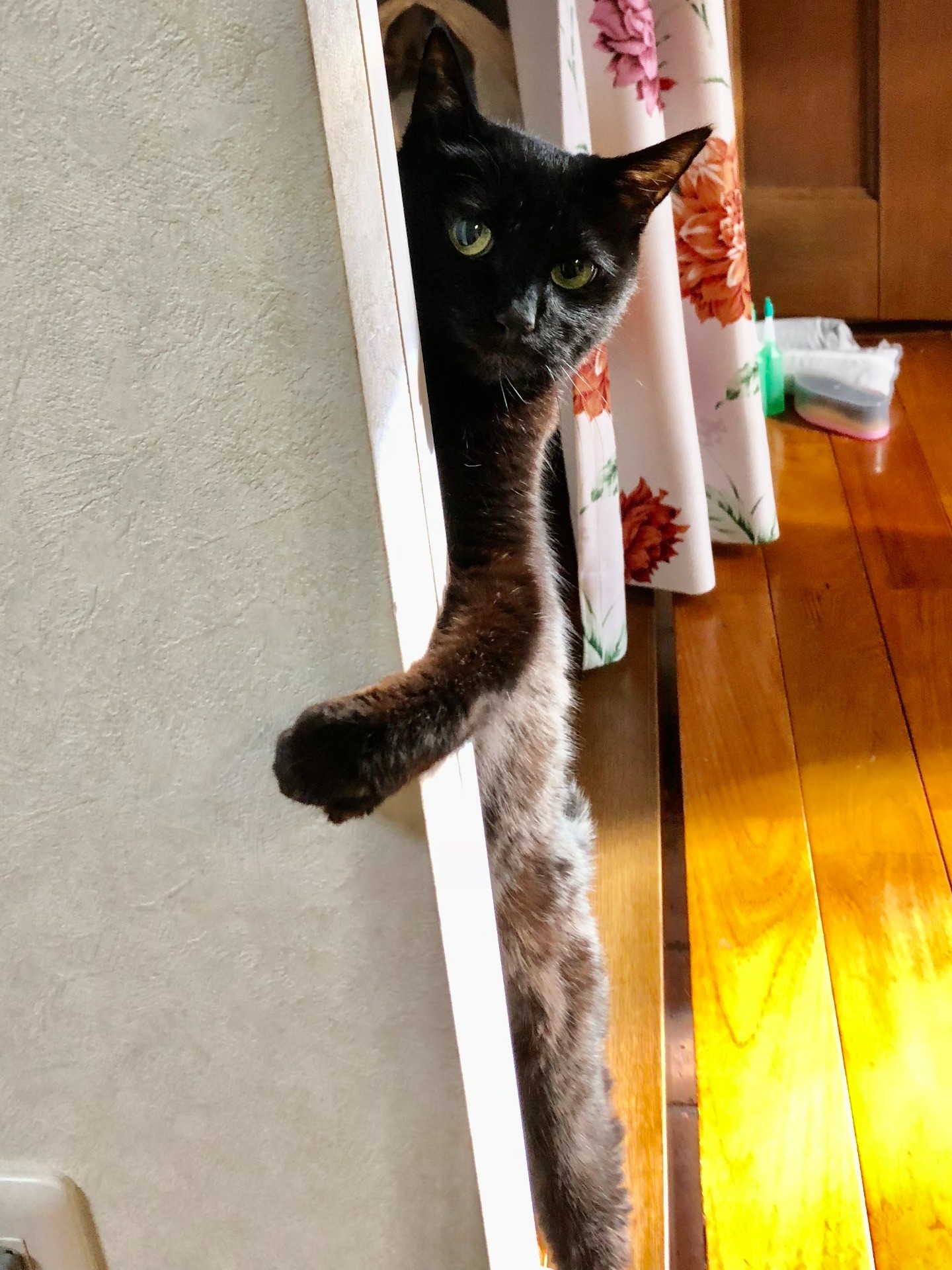 ハイ！ひょっこりにゃん！