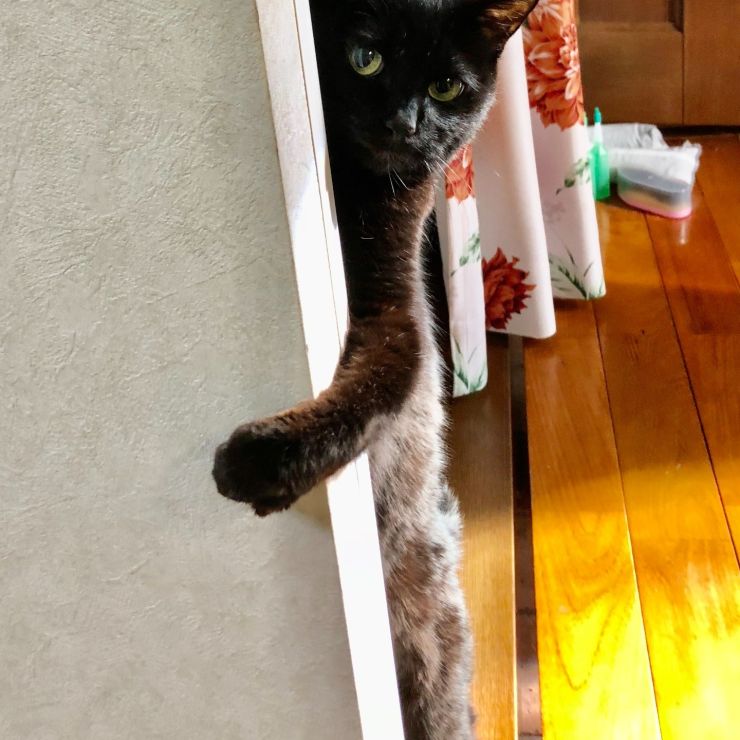 ハイ！ひょっこりにゃん！