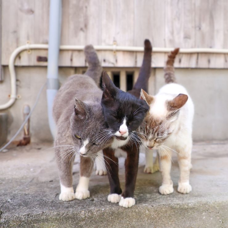 ぎゅっと