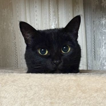 ひょこっ！