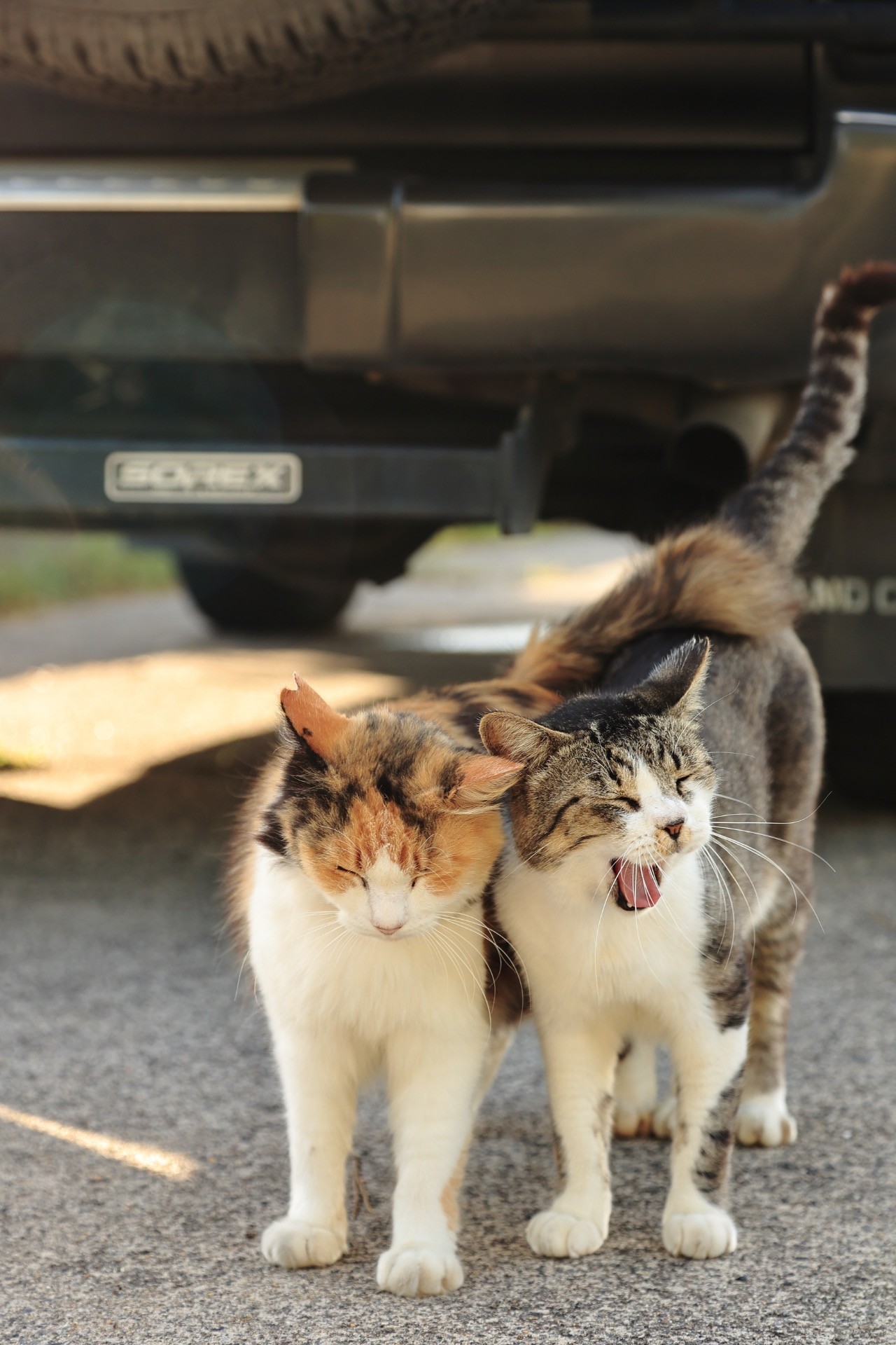 恋するさくらねこ