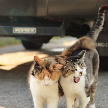 恋するさくらねこ