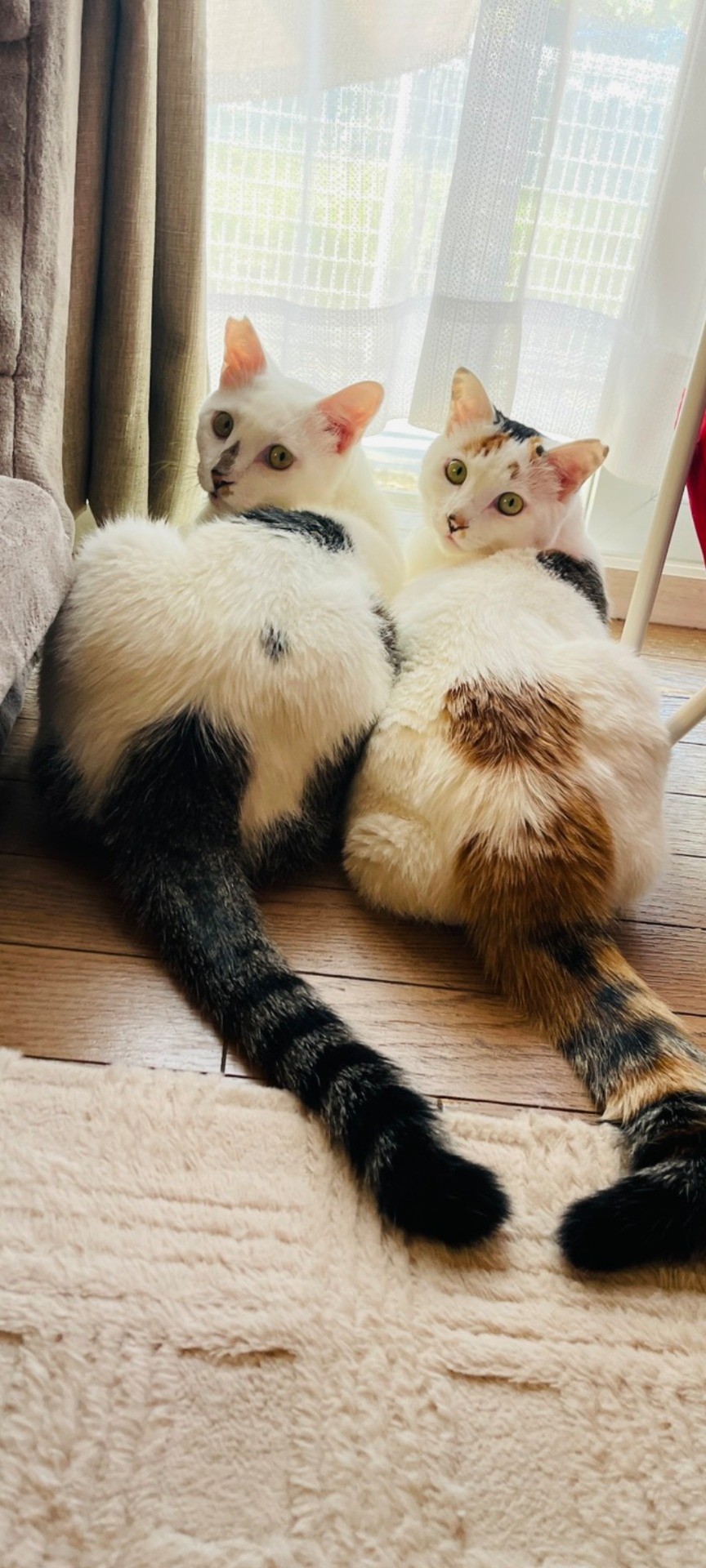 兄妹でおうちの子に