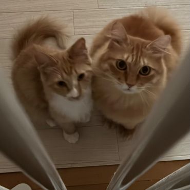 幸せにゃんこに、にゃりたい！