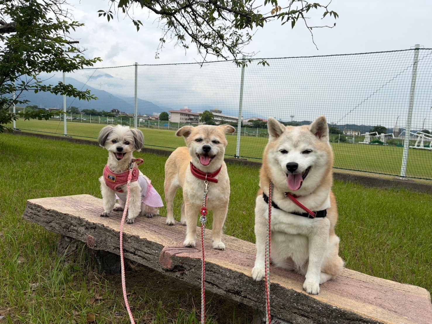ハイチーズ‼︎