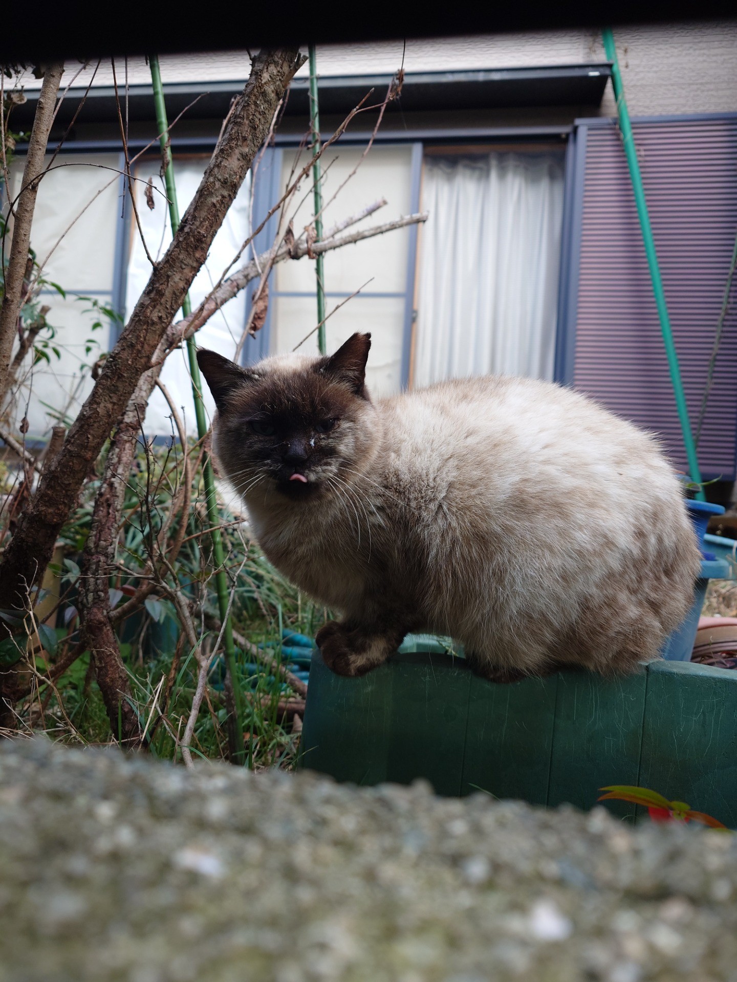 サバイバー