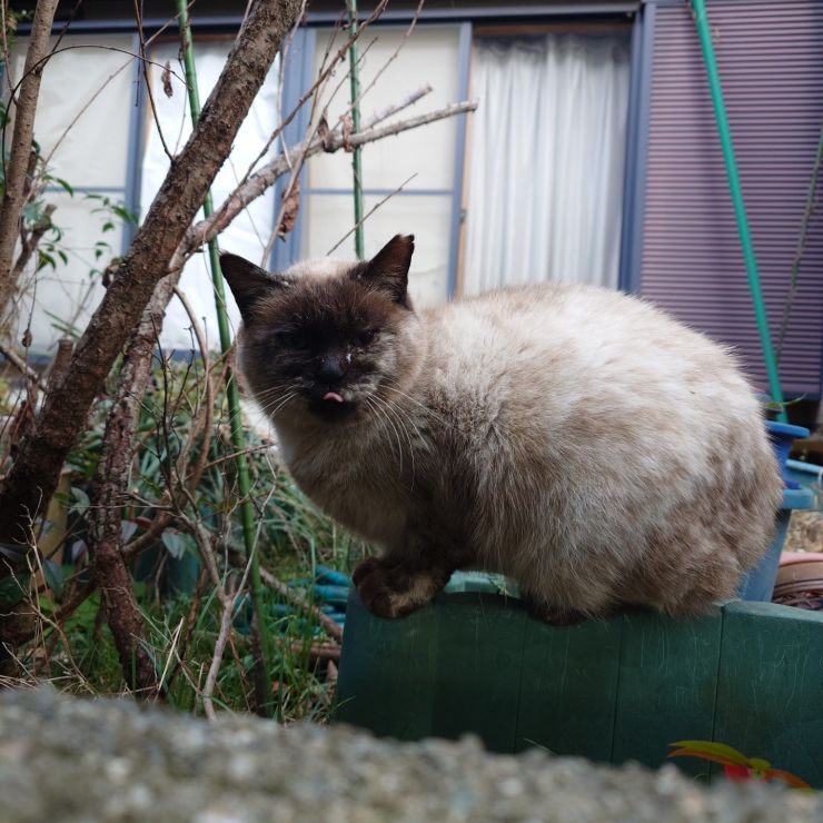 サバイバー