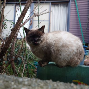 サバイバー