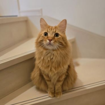 うちにきてくれてありがとう
