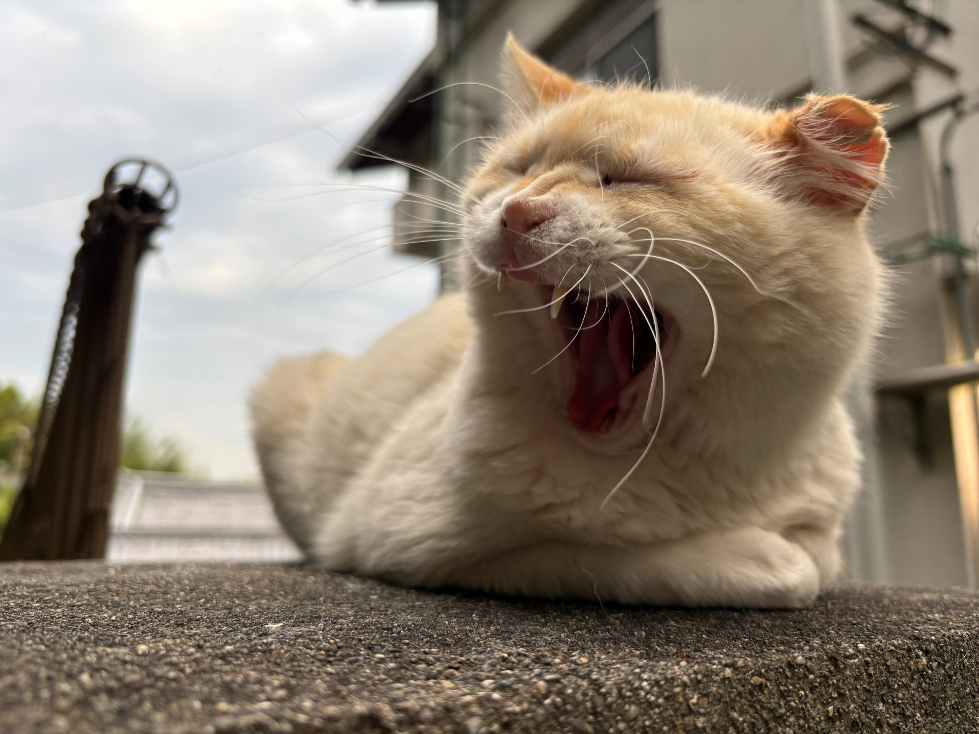 あ～　よくねたな