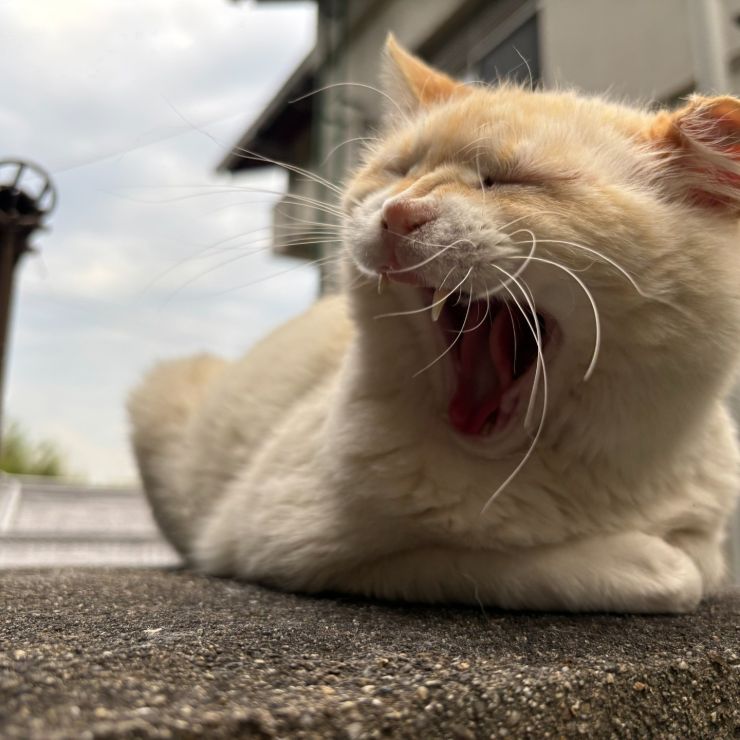 あ～　よくねたな