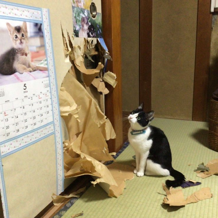 私じゃありません！いえ、現行犯です！