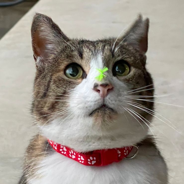 元ボス猫