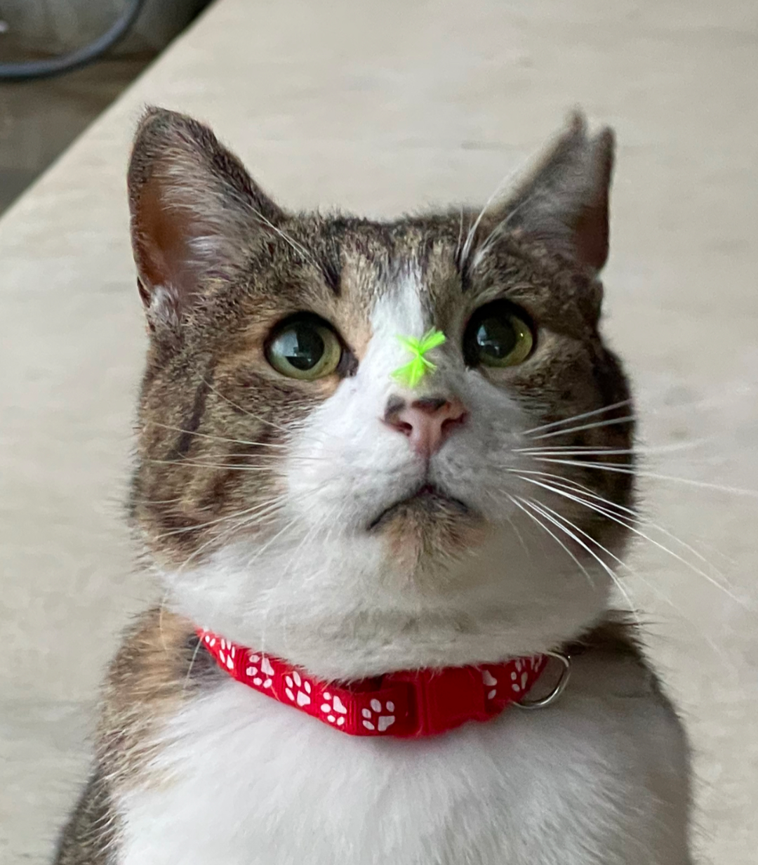 元ボス猫