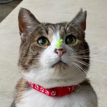 元ボス猫